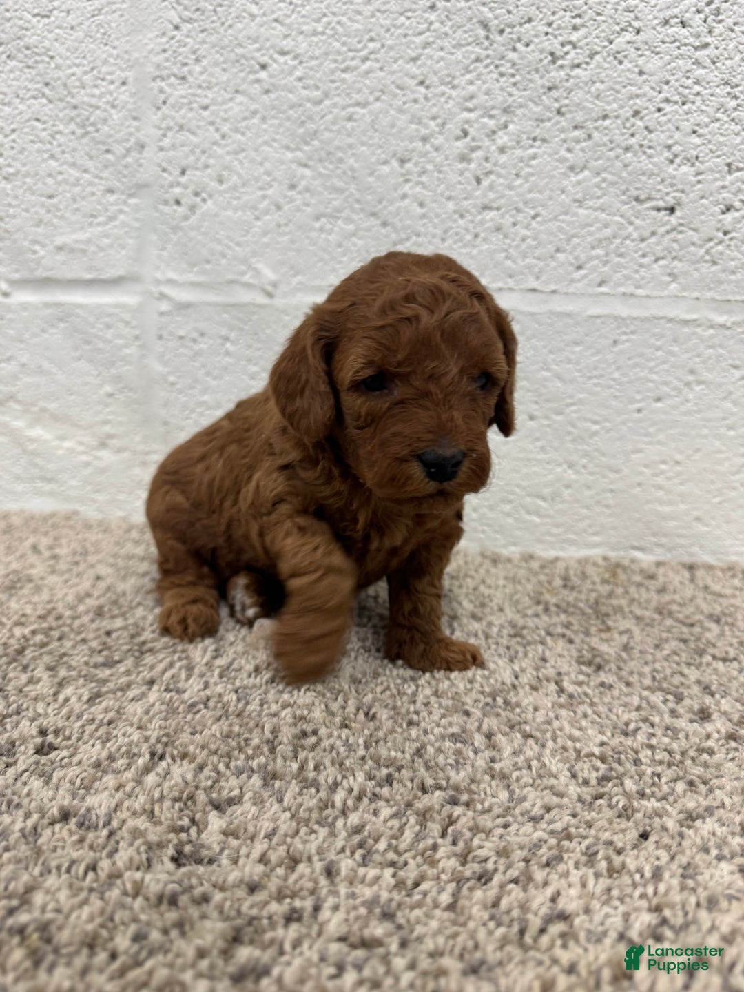 Mini Goldendoodle dogs for sale: Jazzy - Ad 6