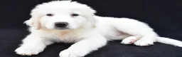 Great Pyrenees dogs for sale: Mary - Ad 3