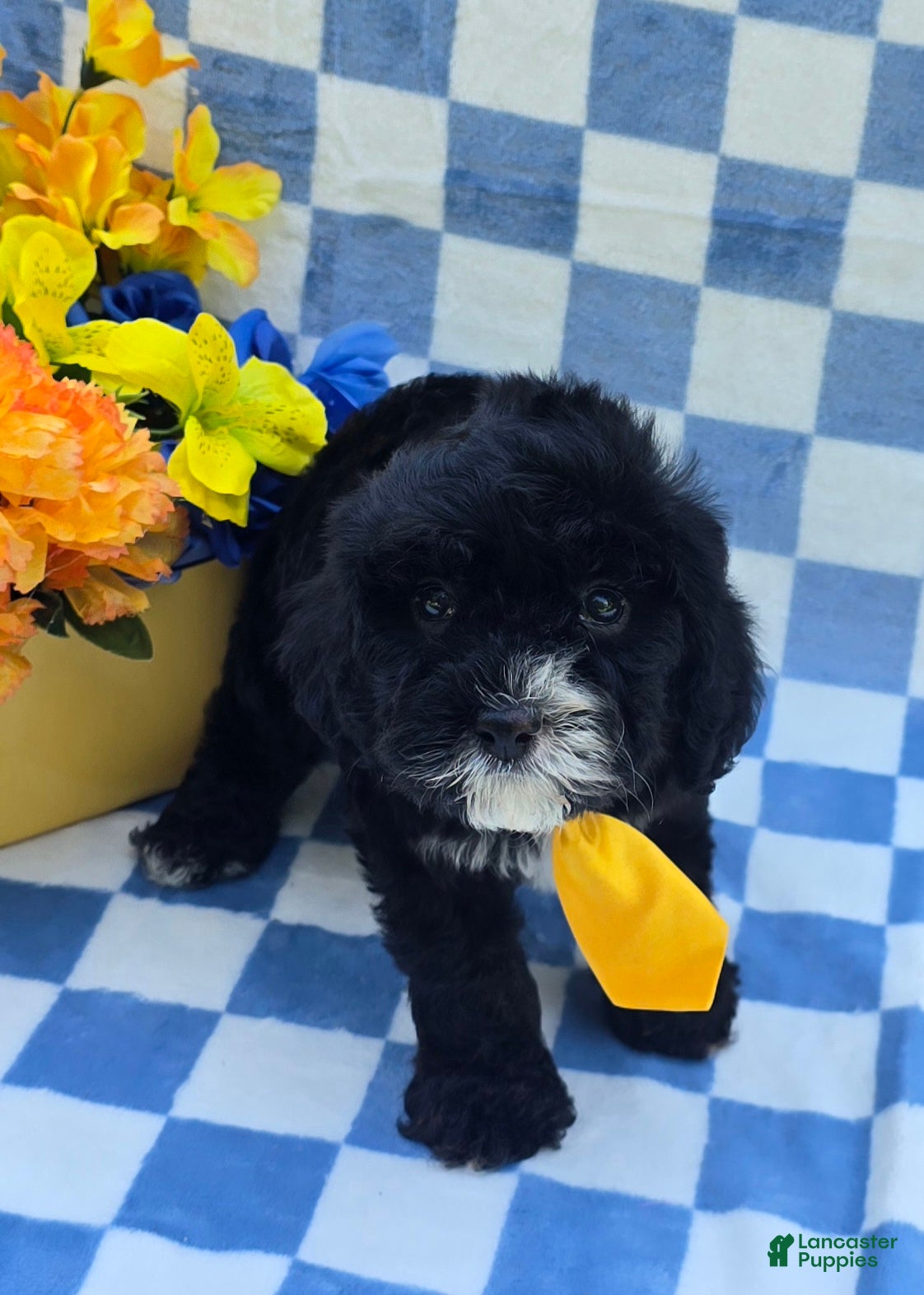 Cavapoo dogs for sale: Otter - Ad 4