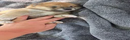 Shiba Inu dogs for sale: Betsy - Ad 5