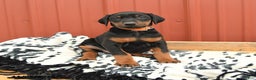 Doberman Pinscher dogs for sale: Hannah - Ad 11
