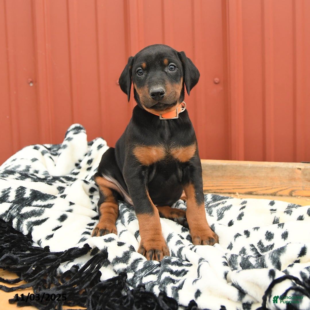 Doberman Pinscher dogs for sale: Hannah - Ad 11