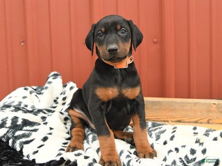 Doberman Pinscher dogs - Ad 37