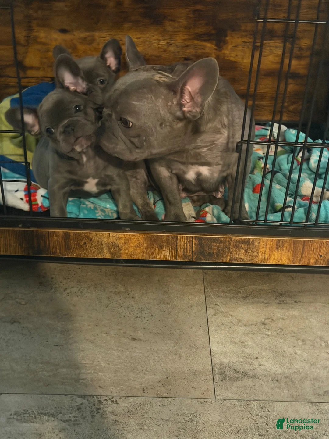 French Bulldog dogs for sale: French Bulldog 6 - Ad 14