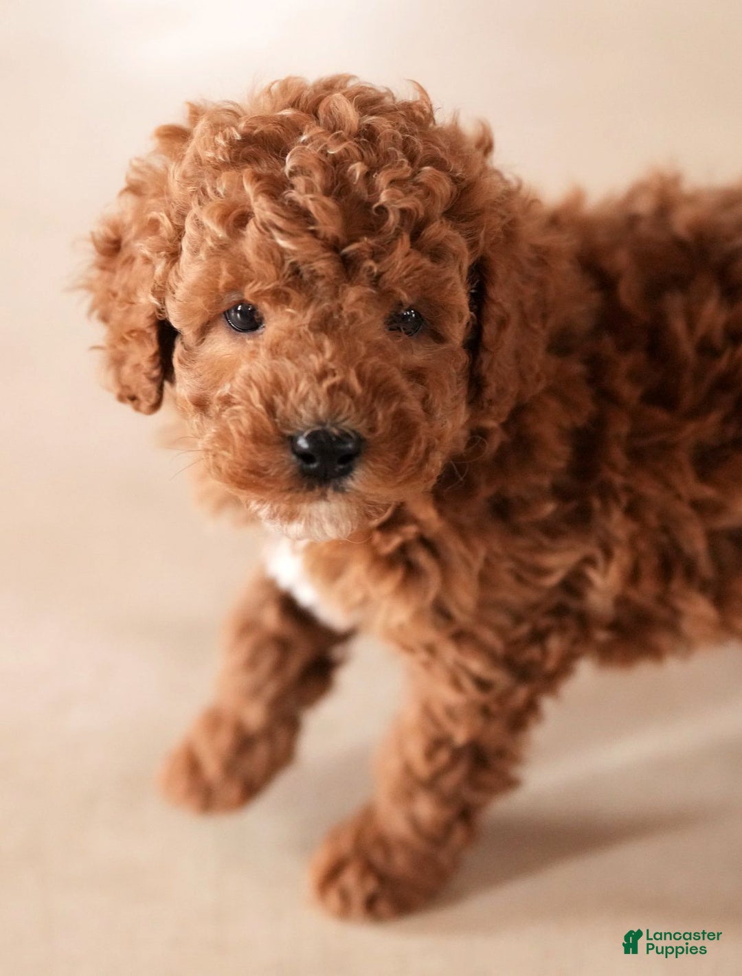 Mini Goldendoodle dogs for sale: Jay - Ad 5