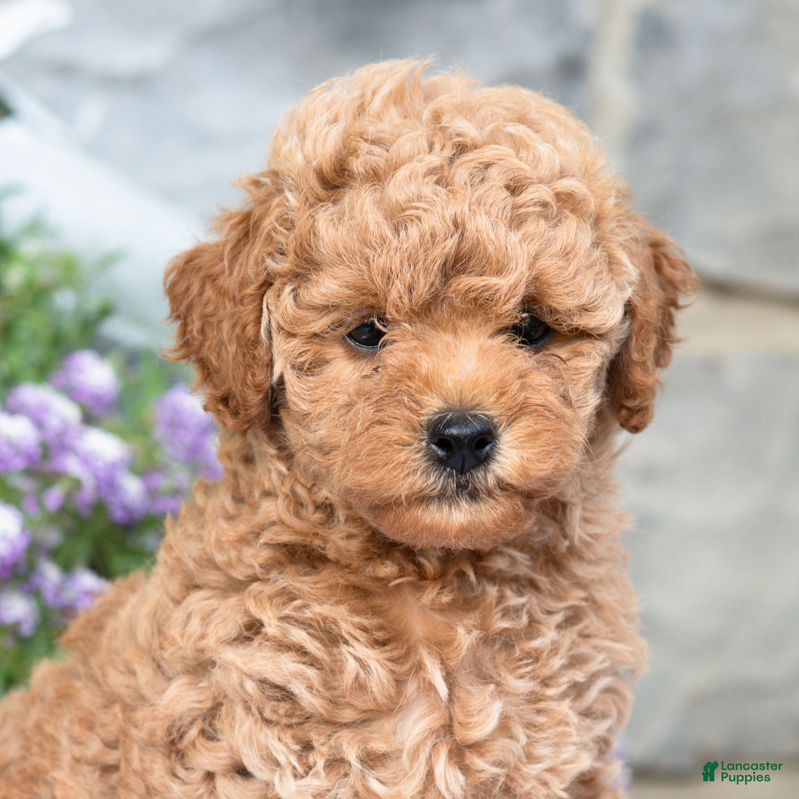 Havapoo dogs Angie  - Ad 2