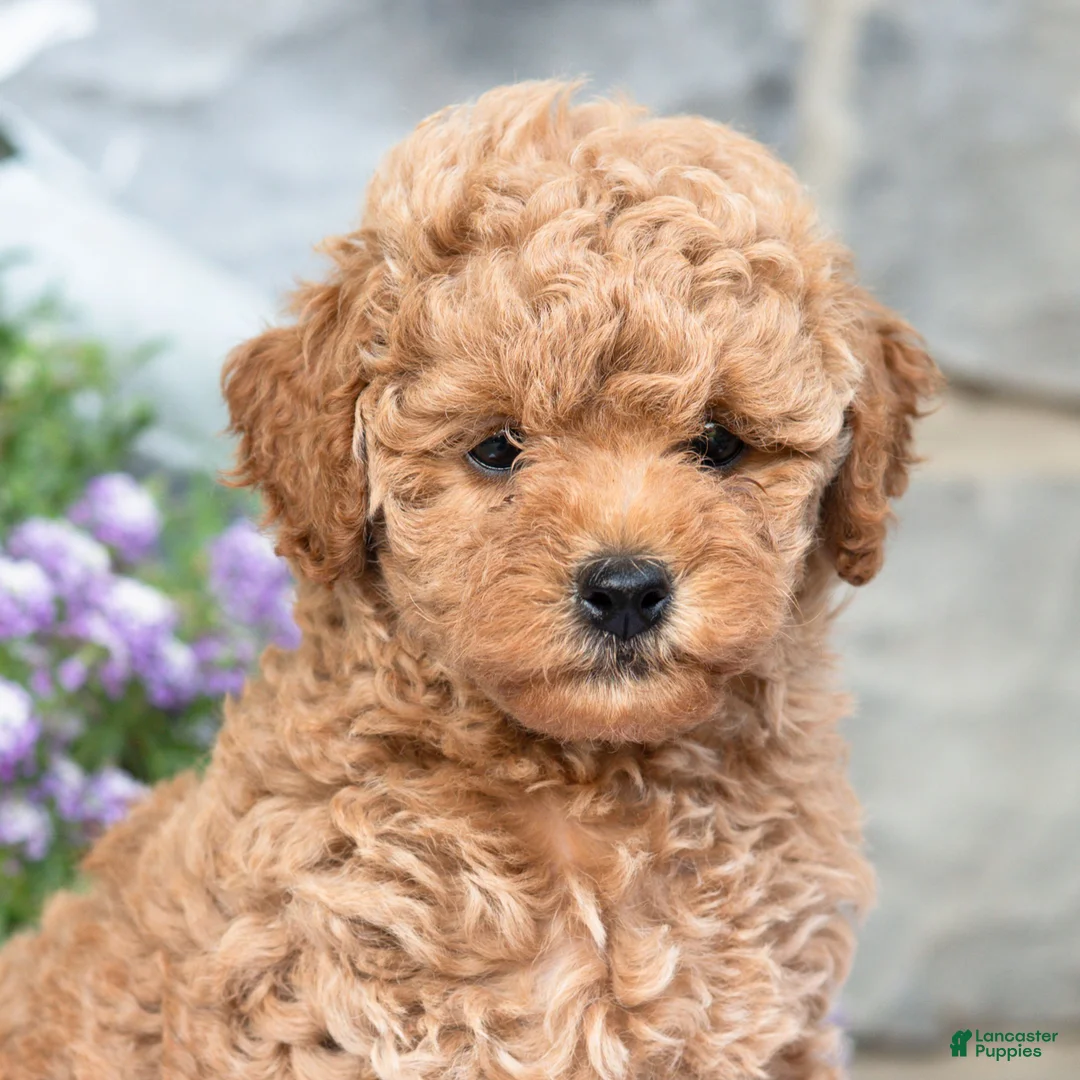Havapoo dogs for sale: Angie  - Ad 2