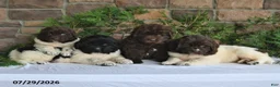 Newfoundland dogs for sale: Marshall - Ad 3