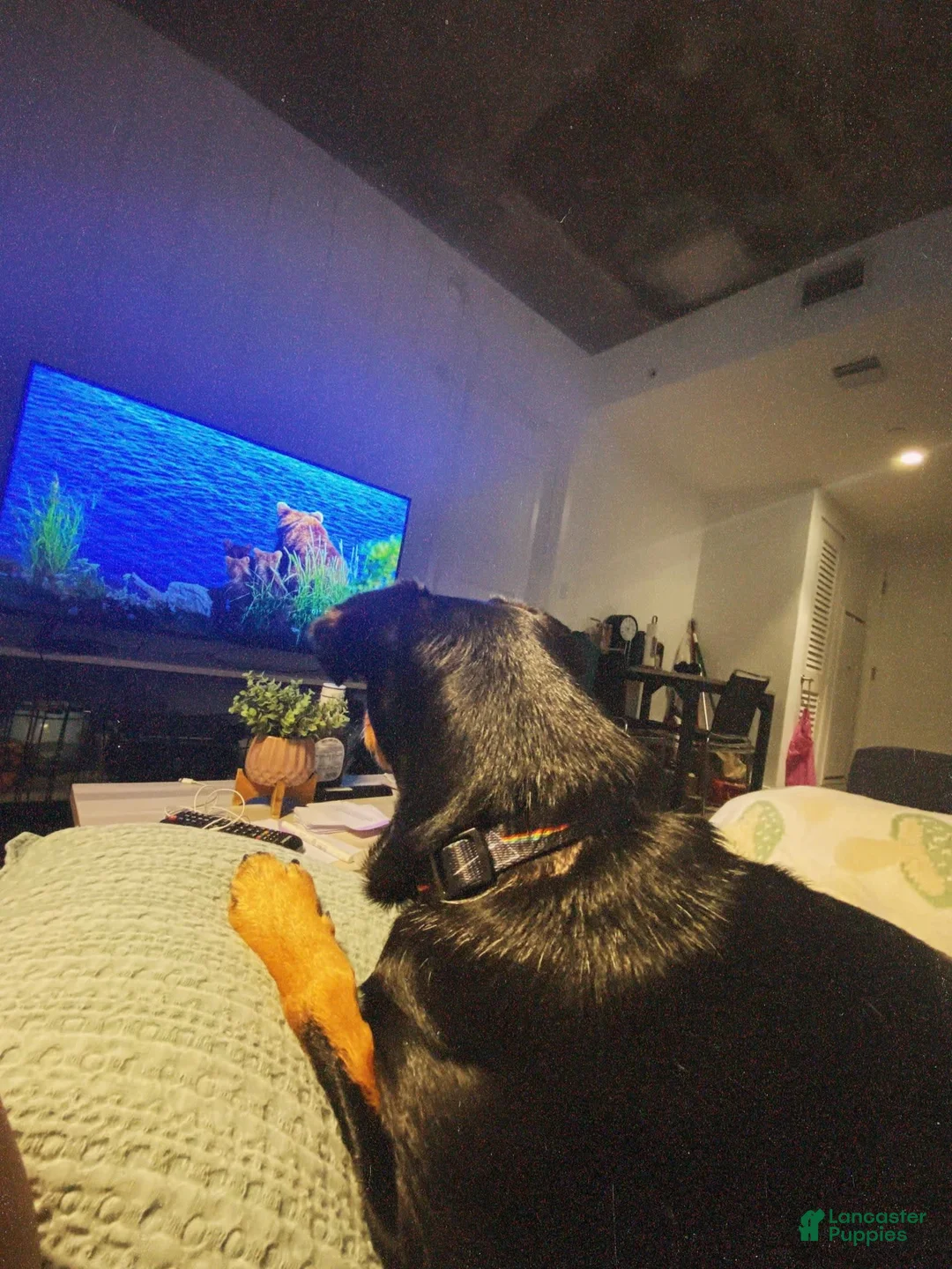 Gallery Image {{count}}