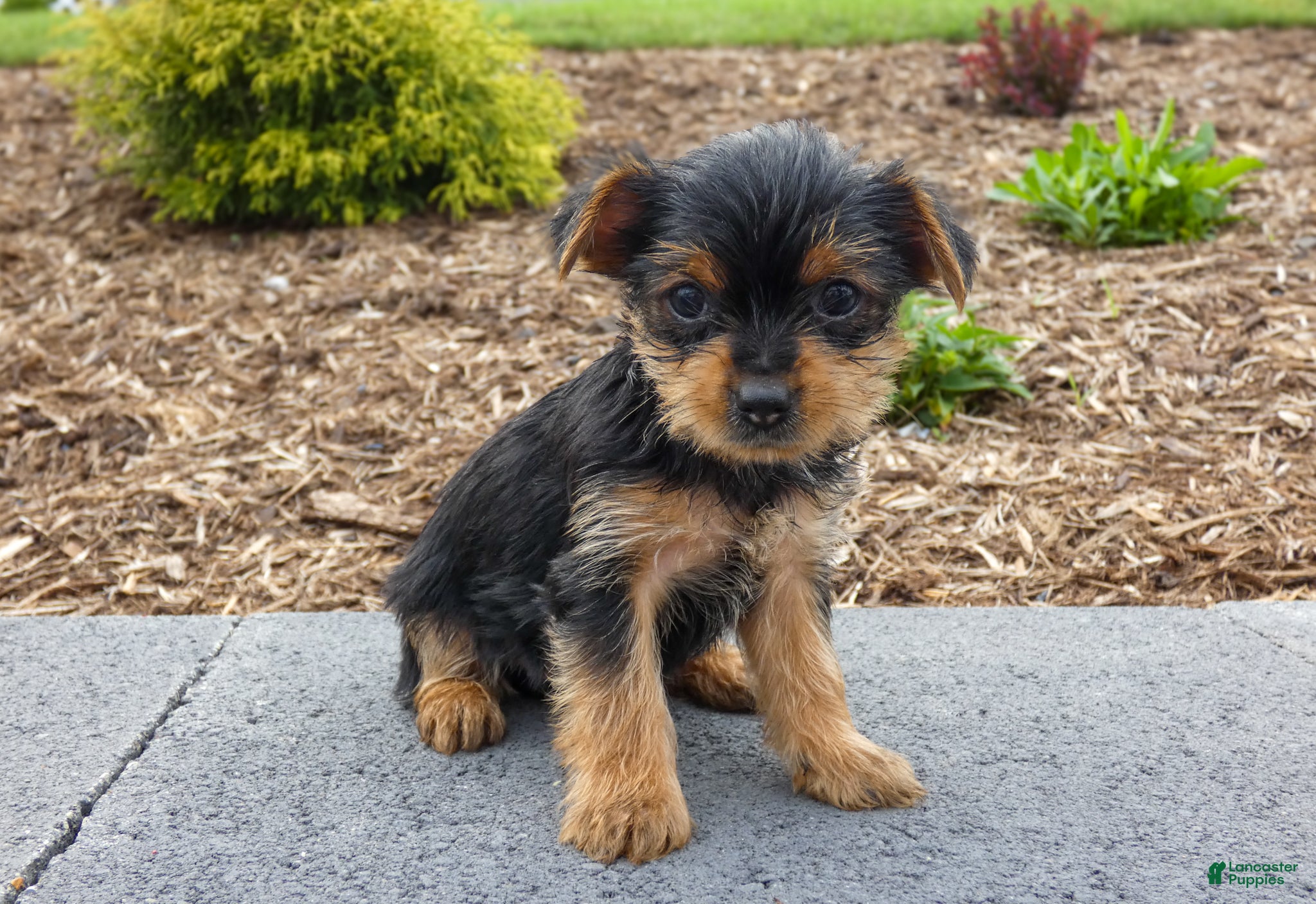Yorkshire Terrier dogs Lynn - Ad 2