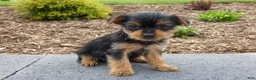 Yorkshire Terrier dogs for sale: Lynn - Ad 2