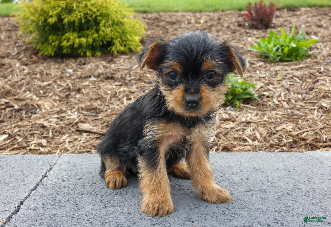 Yorkshire Terrier dogs for sale: Lynn - Ad 2