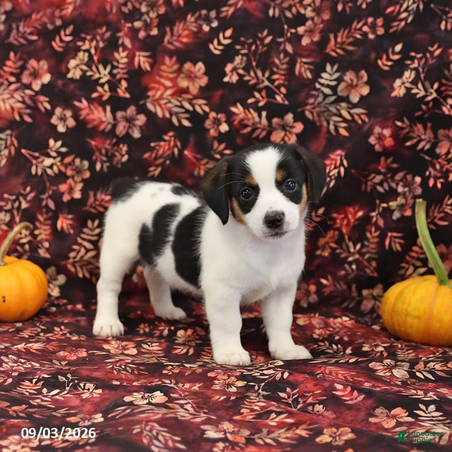 Jack Russell Terrier dogs Sadie - Ad 2