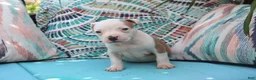 American Bully dogs for sale: Mara - Ad 1