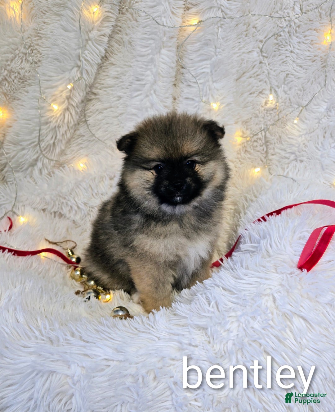 Pomeranian dogs for sale: Bentley - Ad 1