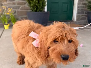 Goldendoodle dogs for sale: Della - Ad 2