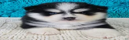 Pomsky dogs for sale: Sarge  - Ad 3