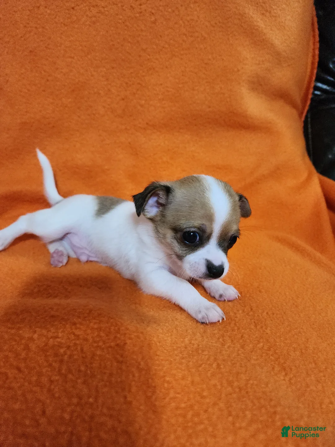 Chihuahua dogs for sale: Bandit - Ad 2