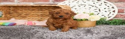 Mini Goldendoodle dogs for sale: Sarah - Ad 2