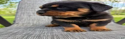 Rottweiler dogs for sale: Stella - Ad 7