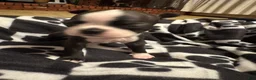 Boston Terrier dogs for sale: Doc-Brindle & White - Ad 5