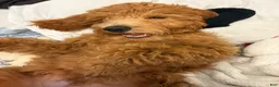Goldendoodle dogs for sale: Rocky - Ad 2