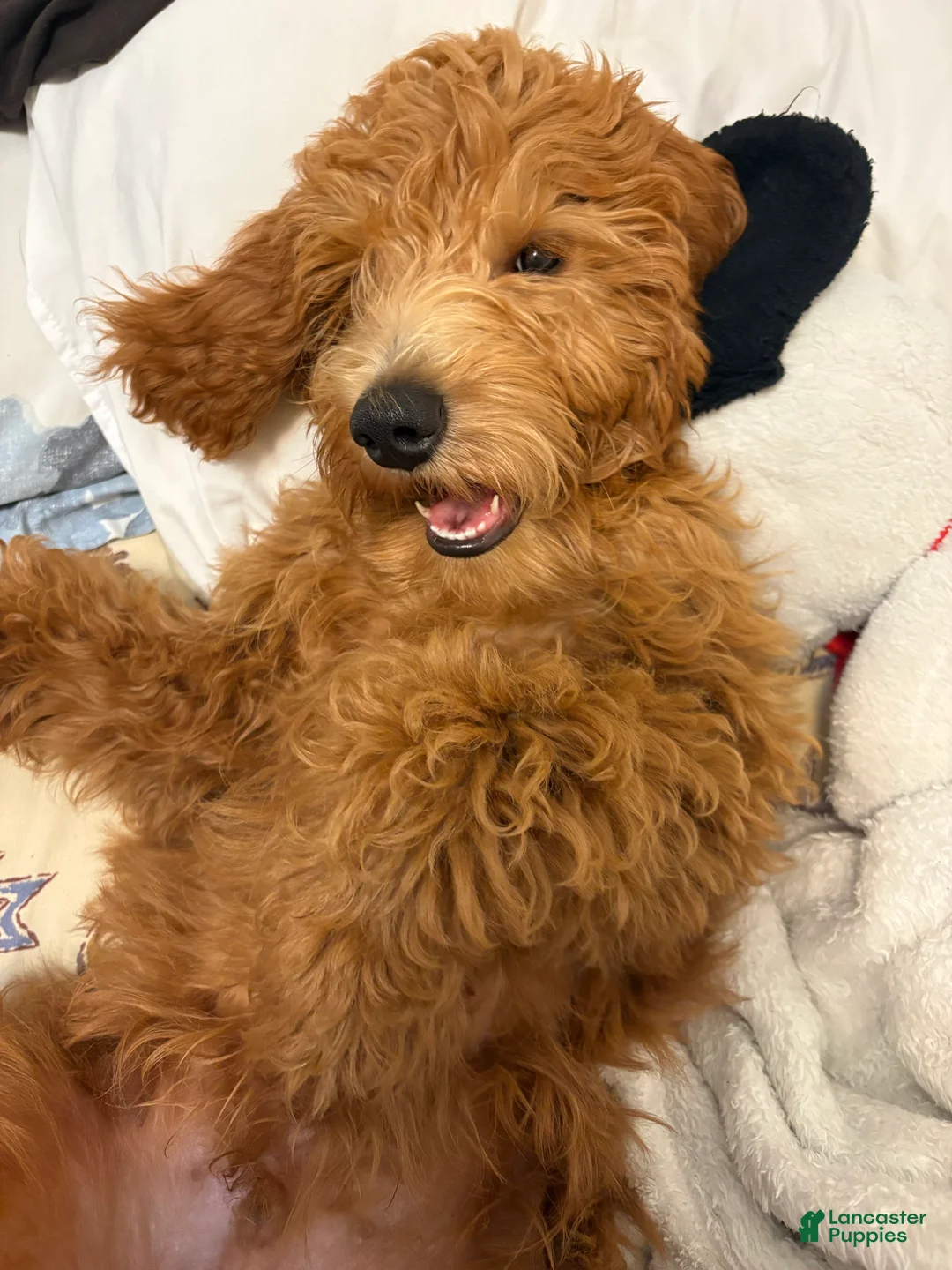 Goldendoodle dogs for sale: Rocky - Ad 2
