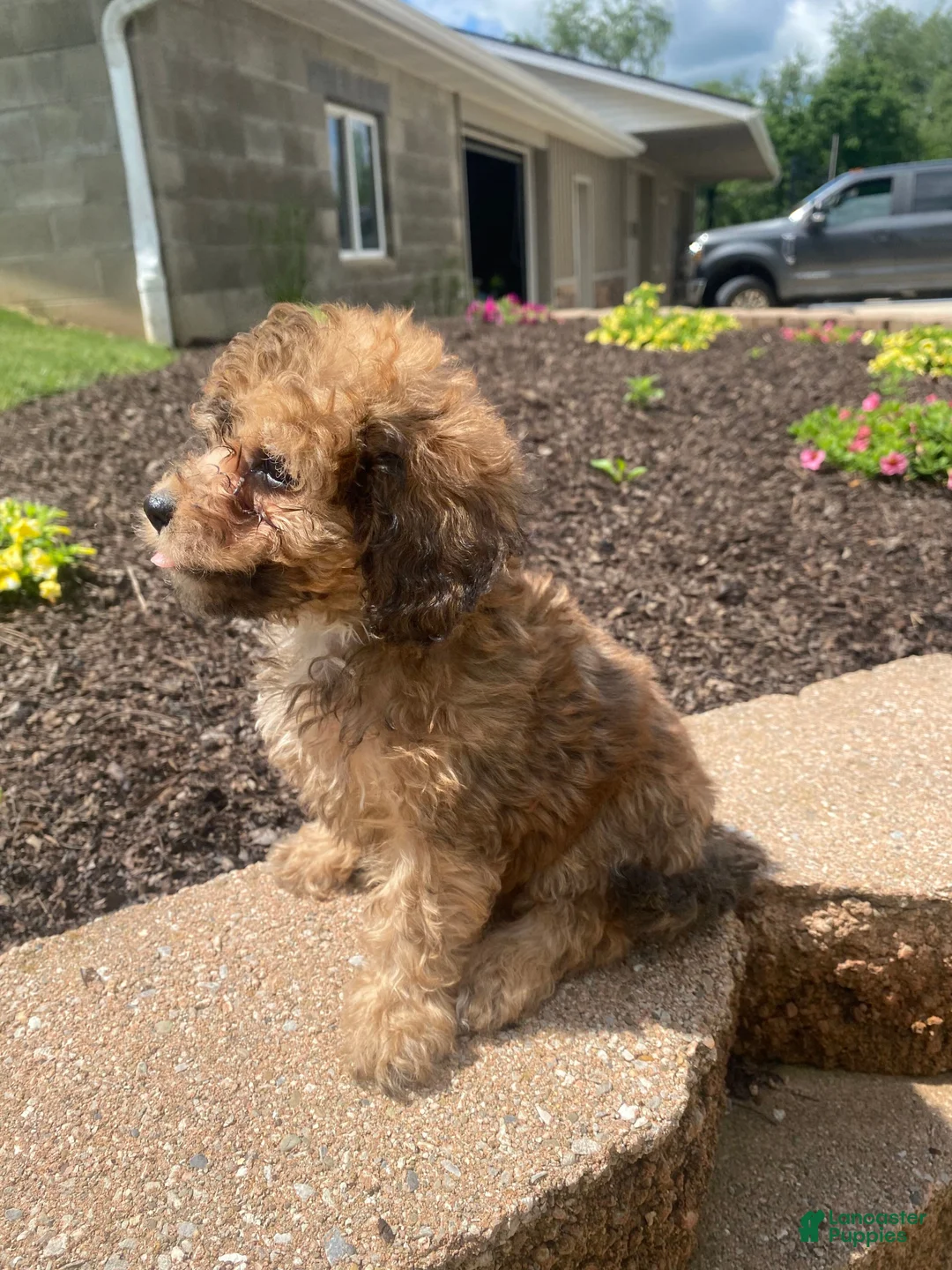 Cavapoo dogs for sale: Mia - Ad 13