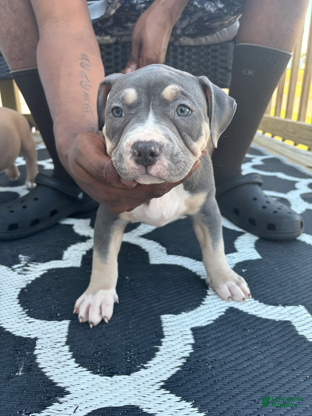 American Bully dogs for sale: American Bully Puppy 1 - Ad 2
