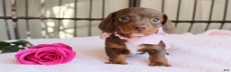 Miniature Dachshund dogs for sale: Hopefully AKC - Ad 2