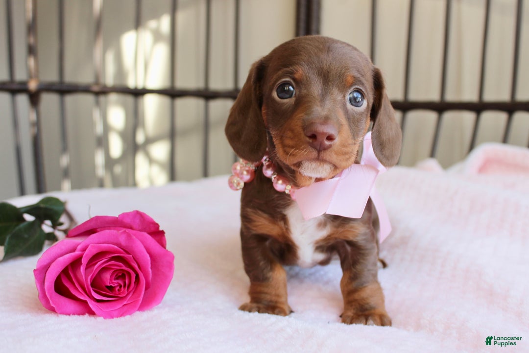 Miniature Dachshund dogs for sale: Hopefully AKC - Ad 2