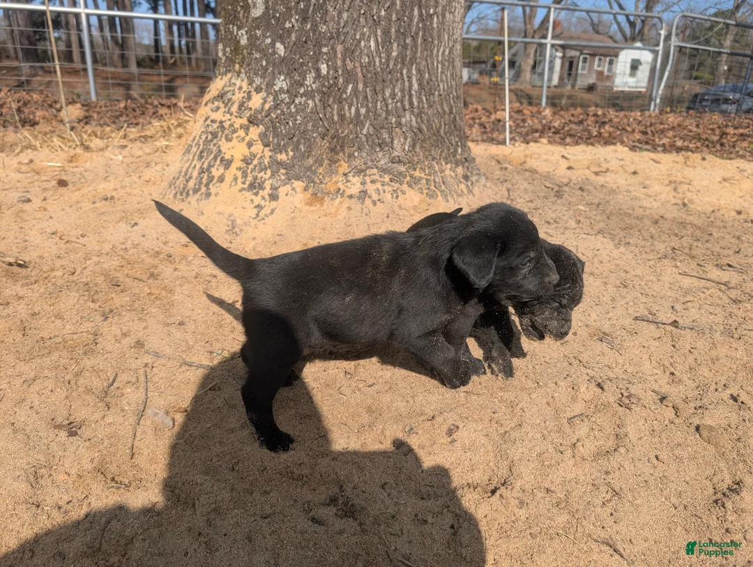 Labrador Retriever dogs for sale: Labrador Retriever Puppy 6 - Ad 1