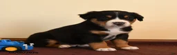 Greater Swiss Mountain Dog dogs for sale: Quest - Ad 3