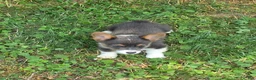 Welsh Corgi Pembroke dogs for sale: Lynx the low rider  - Ad 7