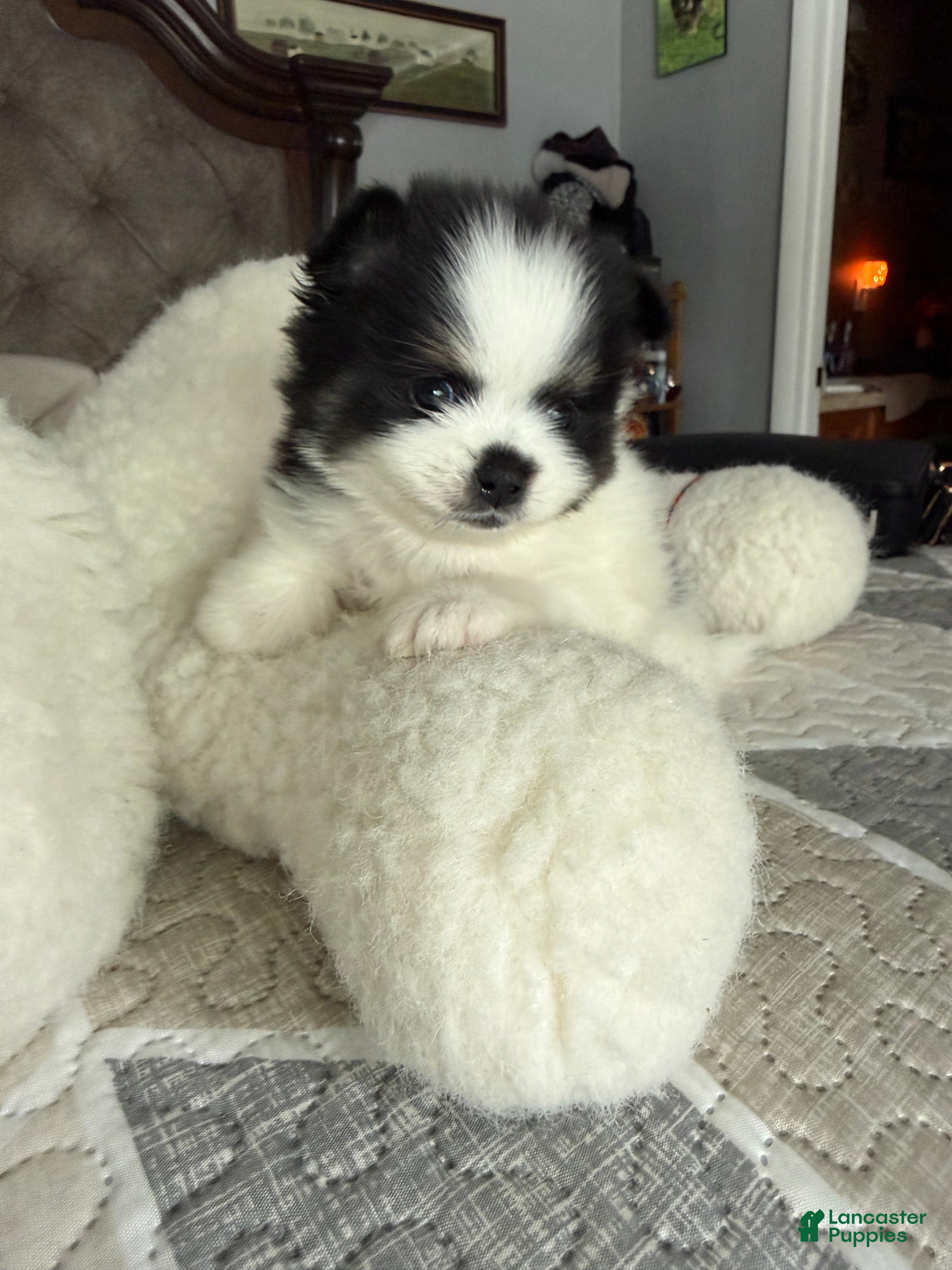 Pomeranian dogs Leo - Ad 28