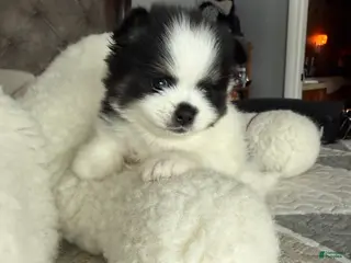 Pomeranian dogs Leo - Ad 28