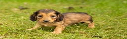 Miniature Dachshund dogs for sale: Milo  - Ad 4