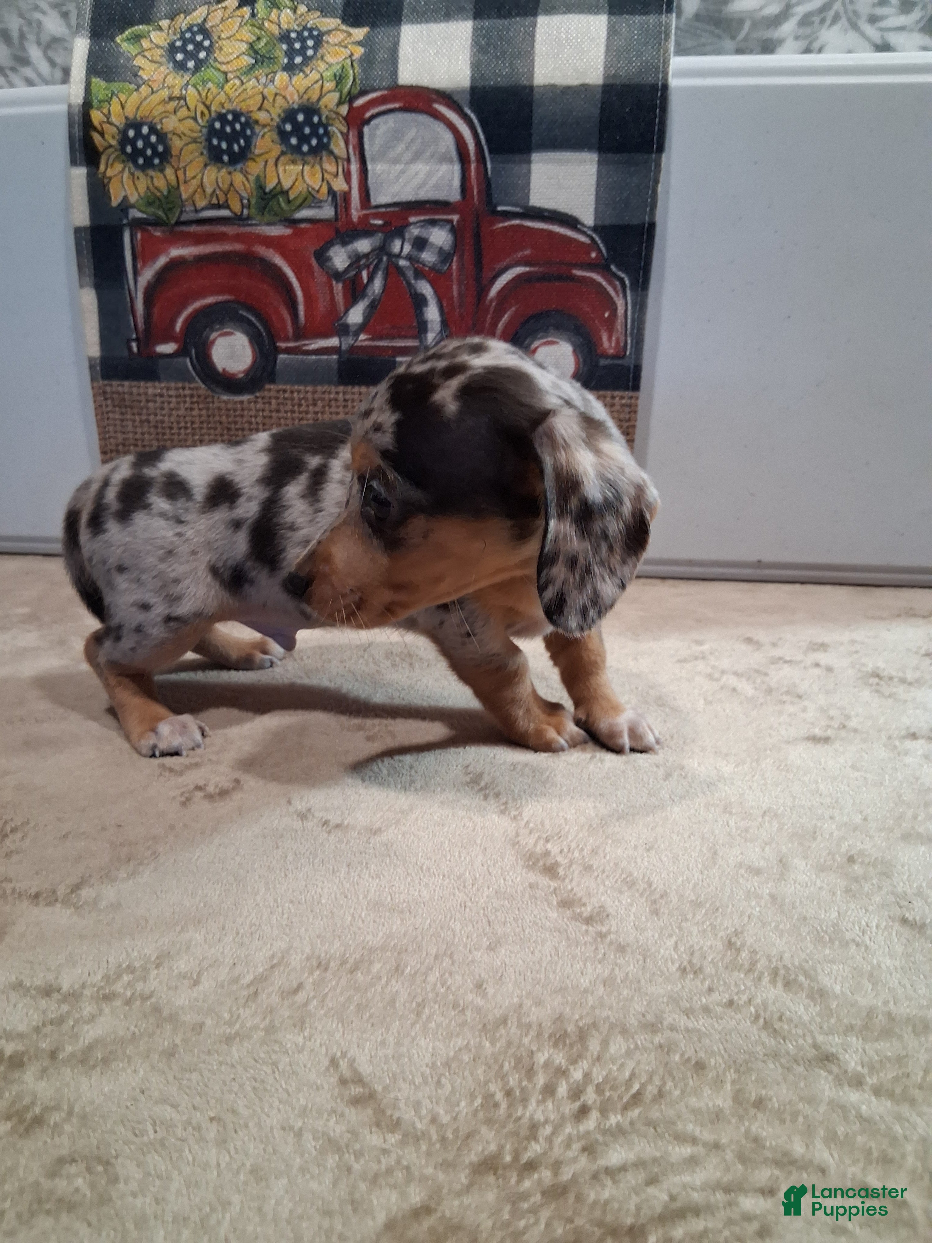 Miniature Dachshund dogs Henry - Ad 2
