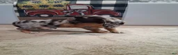 Miniature Dachshund dogs for sale: Henry - Ad 2