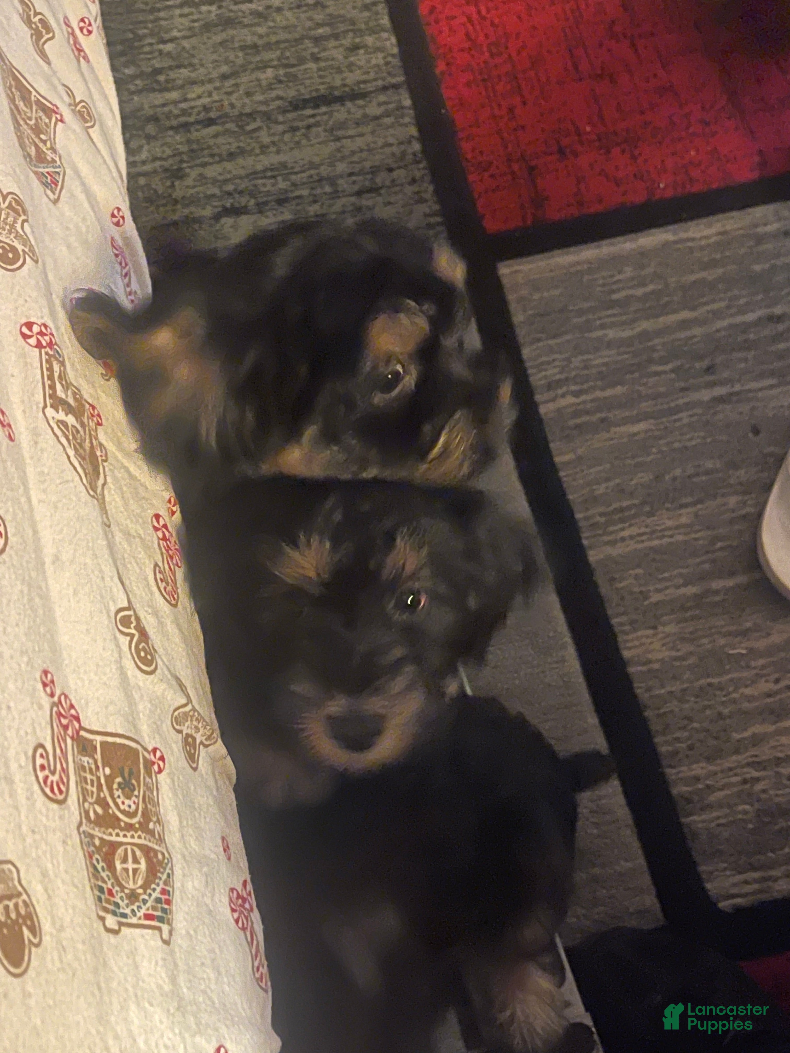 Mixed Breed dogs Dixie  - Ad 1
