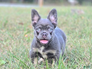 French Bulldog dogs - Ad 16