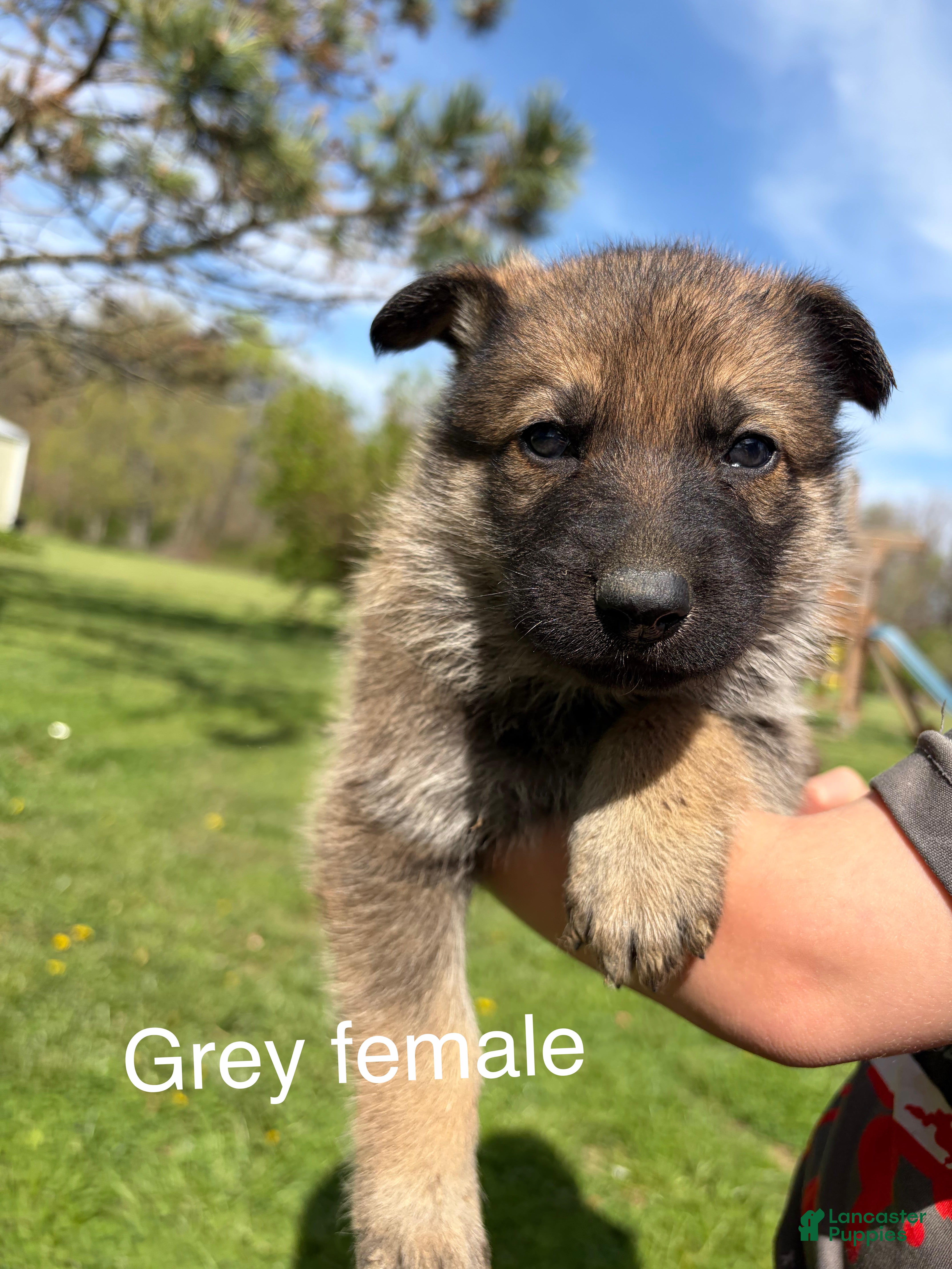 German Shepherd dogs German Shepherd  - Ad 2