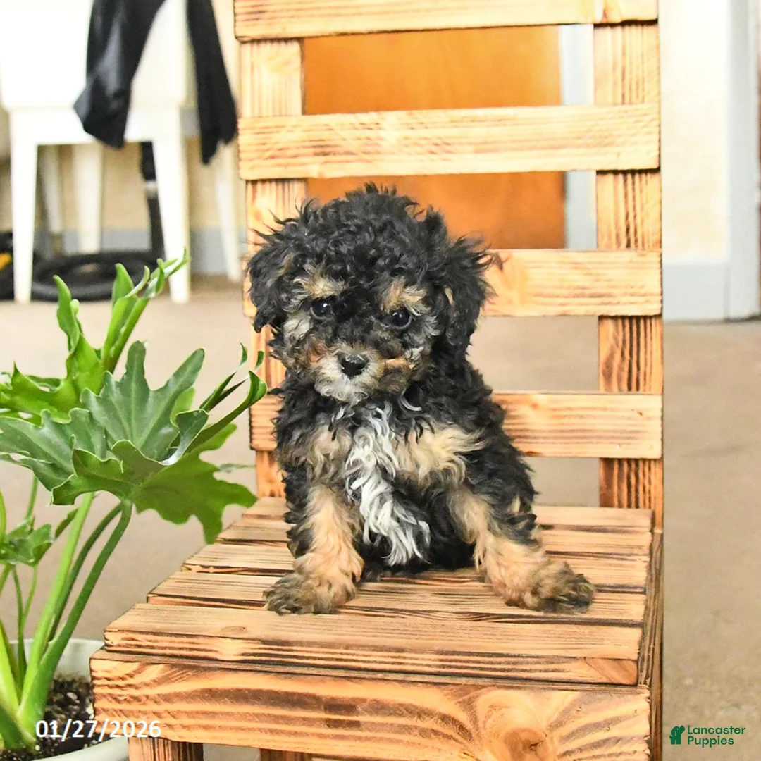 Miniature Poodle dogs for sale: Augusta - Ad 2