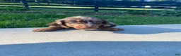 Miniature Dachshund dogs for sale: Hank - Ad 11