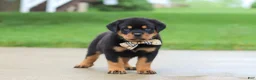 Rottweiler dogs for sale: Diesel - Ad 1