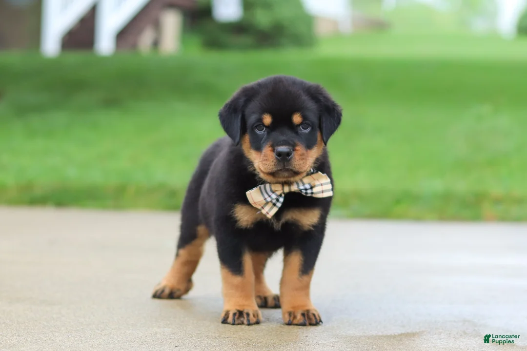 Rottweiler dogs for sale: Diesel - Ad 1