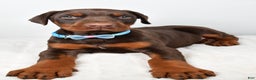 Doberman Pinscher dogs for sale: Wyatt - Ad 2