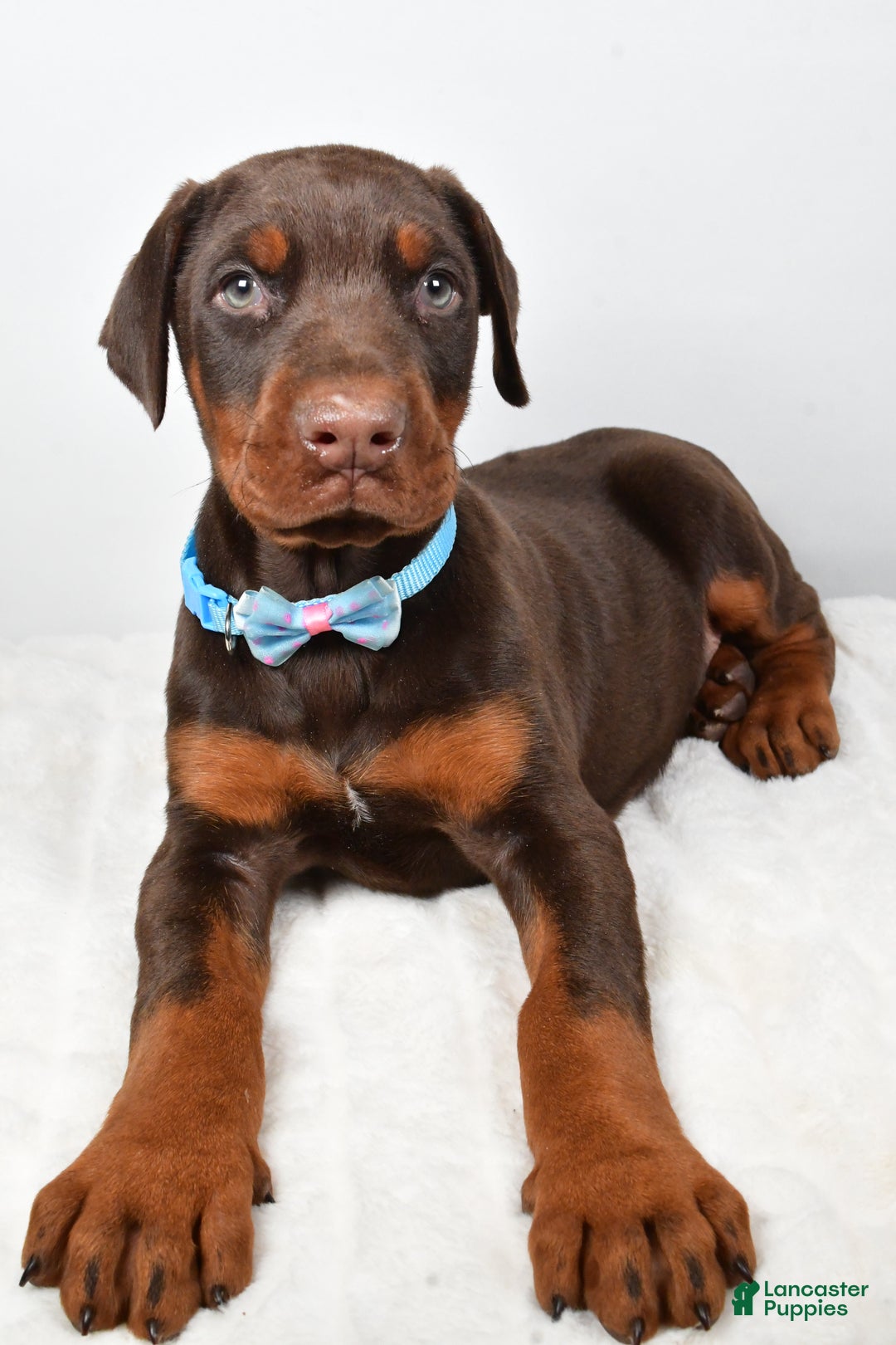 Doberman Pinscher dogs for sale: Wyatt - Ad 2