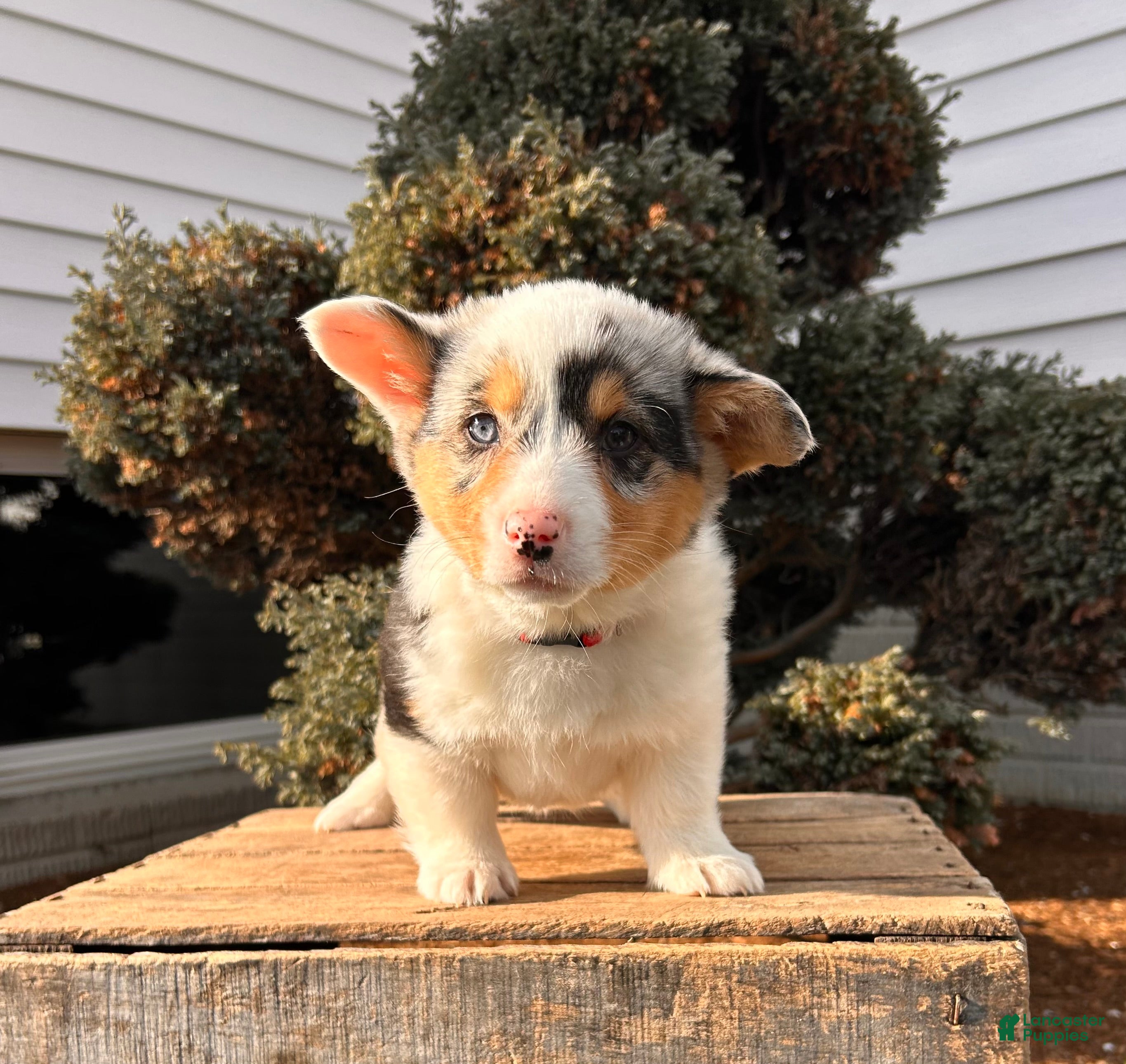 Welsh Corgi Pembroke dogs Daphne - Ad 2