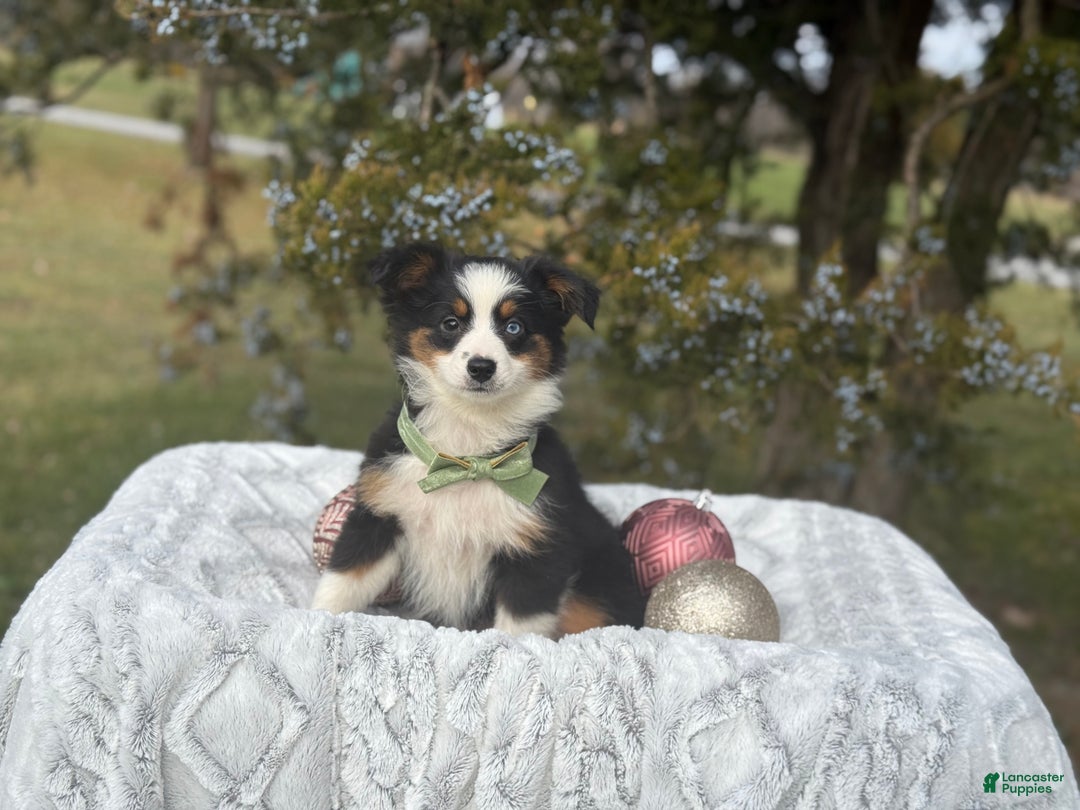 Miniature Australian Shepherd dogs for sale: Tango - Ad 8